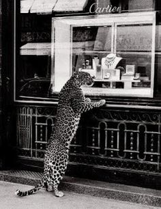 a leopard standing on its hind legs in front of a store window