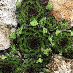 some very pretty plants growing out of the rocks