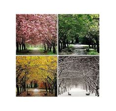 four different pictures of trees with flowers and leaves in the fall, winter or spring