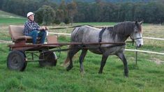 a man riding on the back of a horse drawn carriage through a lush green field