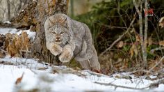 a lynx walking in the snow next to a tree