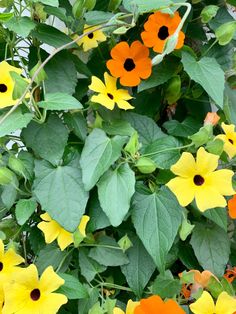 yellow and orange flowers growing on the side of a building with green leaves around them