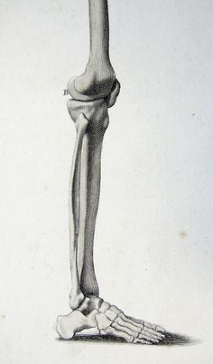 an image of a drawing of a human leg with the lower limb showing bones and tendors