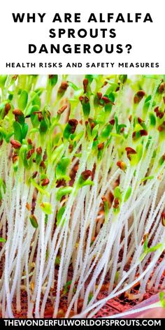 Alfalfa sprouts, the tender shoots of the alfalfa plant, have long been a favorite in salads, sandwiches, and garnishes, prized for their nutritional benefits and crunchy texture. However, there are genuine concerns about the safety of consuming raw alfalfa sprouts. Many would ask, "Are alfalfa sprouts dangerous?" due to the risk of foodborne illnesses. Alfalfa Plant, Health Risks, Sandwiches