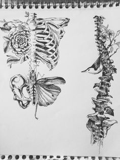 two drawings of different types of flowers and bones