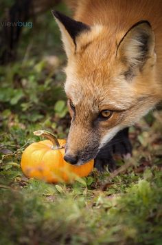 a fox eating an orange in the grass