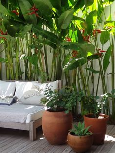 several potted plants are sitting on the wooden floor next to a couch and table