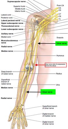 Nerve Anatomy, Radial Nerve, Ulnar Nerve, Human Body Anatomy, Nerve Pain Relief, Muscle Anatomy, Sciatic Nerve Pain, Human Anatomy And Physiology, Knee Pain Relief