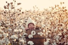 a baby is sitting in a basket surrounded by cotton flowers