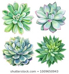 four different types of succulents in watercolor on white background stock photo