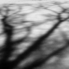 a black and white photo of a tree casting a shadow on the snow covered ground