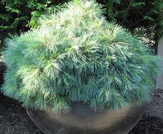 a large potted plant with lots of green leaves on it's top and bottom