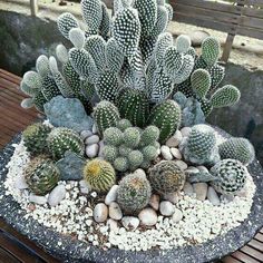 there are many different kinds of cactus in this pot