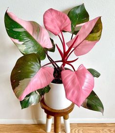 a potted plant with pink and green leaves on a wooden stand next to a wall