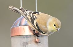 a bird perched on top of a metal feeder