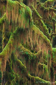 moss covered trees in the forest with lots of green leaves on them and branches hanging down