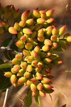 the fruit on the tree is ready to be picked