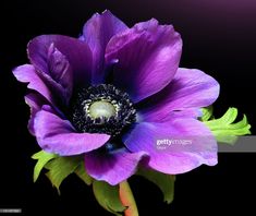 a purple flower with green leaves on a black background