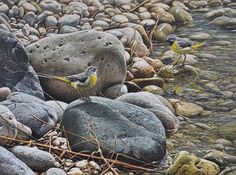 Grey Wagtails in STream by Alan M Hunt David Shepherd, Bird Paintings, Lion Painting, Underwater Animals, Bird Art Print, Animal Painting, Buy Wall Art