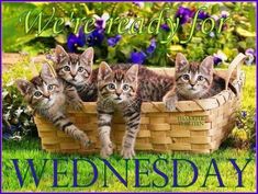 four kittens in a basket with the words wednesday written on it and flowers behind them