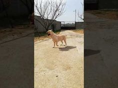 a dog standing in the middle of a dirt road