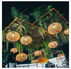 hanging lights and plants in an indoor space