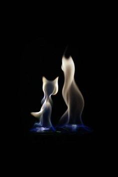 Fire art Cats In The Dark, Interesting Landscapes, Poetic Inspiration, Dancing Lights, Crazy Cat Lady, Crazy Cats, Cat Art, In The Dark