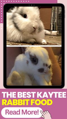 the rabbit is looking at the camera and it's caption reads, the best kayte rabbit food read more