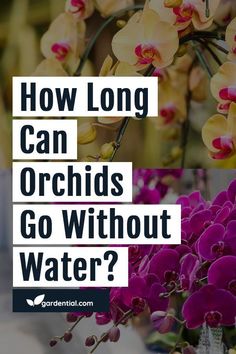 orchids with the words how long can orchids go without water?