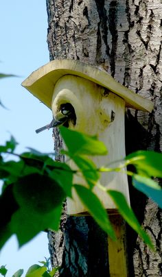 a bird house built into the side of a tree