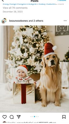 a dog sitting next to a christmas tree with a baby in a santa hat on