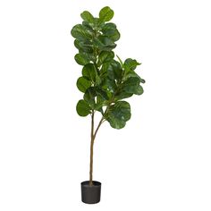 "Buy the 5.5ft. Potted Fiddle Leaf Fig Tree at Michaels. com. Are you into the tropical look? If yes, this Fiddle Leaf Fig plant will transport you to the African jungle. Two different sized stems showcase large, glossy Fiddle Leaf leaves that look incredibly lifelike. Are you into the tropical look? If yes, this Fiddle Leaf Fig plant will transport you to the African jungle. Two different sized stems showcase large, glossy Fiddle Leaf leaves that look incredibly lifelike. Trick all your friends Fiddle Leaf Fig Plant, Awkward Corner, Fiddle Leaf Tree, African Jungle, Fig Plant, Fiddle Fig, Black Planters, Fiddle Leaf Fig Tree, Silk Tree