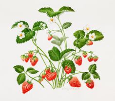 a drawing of strawberries and daisies on a white background, with green leaves