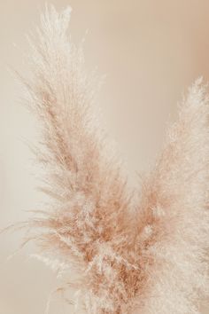 some brown and white flowers in a vase