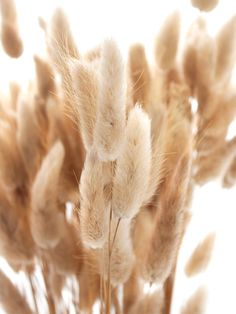 some brown and white plants with long stems in the foreground, against a white background