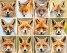 many different pictures of foxes with their eyes wide open and looking at the same camera