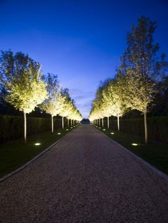 trees lined up along the side of a road with lights on them at night time