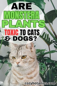 a cat sitting in front of a plant with the words are monstera plants, toxic to cats and dogs?