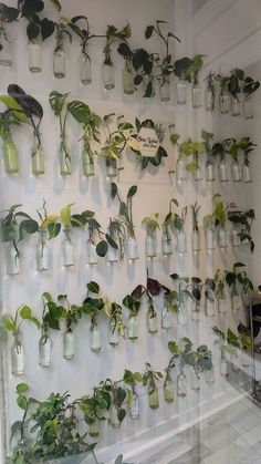 there are many glass jars with plants in them hanging on the wall, and one is filled with water