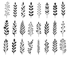 the different types of leaves and stems in black on white background, each with one individual's own name