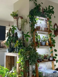 several plants are growing on shelves in a room with a clock and other things around