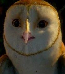 an owl is looking at the camera with big eyes