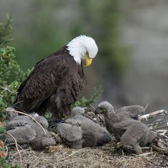 an eagle sitting on top of a pile of rocks