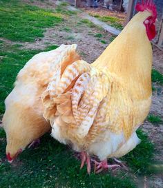 two chickens standing next to each other in the grass