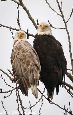 two bald eagles perched on top of a bare tree branch, looking at the camera