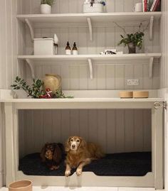 two dogs are sitting in the bottom bunk of a dog house with shelves above them