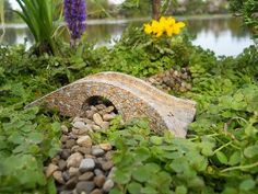 there is a rock in the middle of some plants