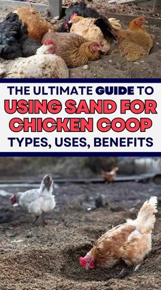 the ultimate guide to using sand for chicken coop types, uses, benefits