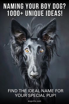 a black dog with yellow eyes is featured in this ad for the animal rescue company