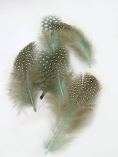 three feathers are shown on a white surface